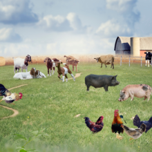 Image farm with various animals