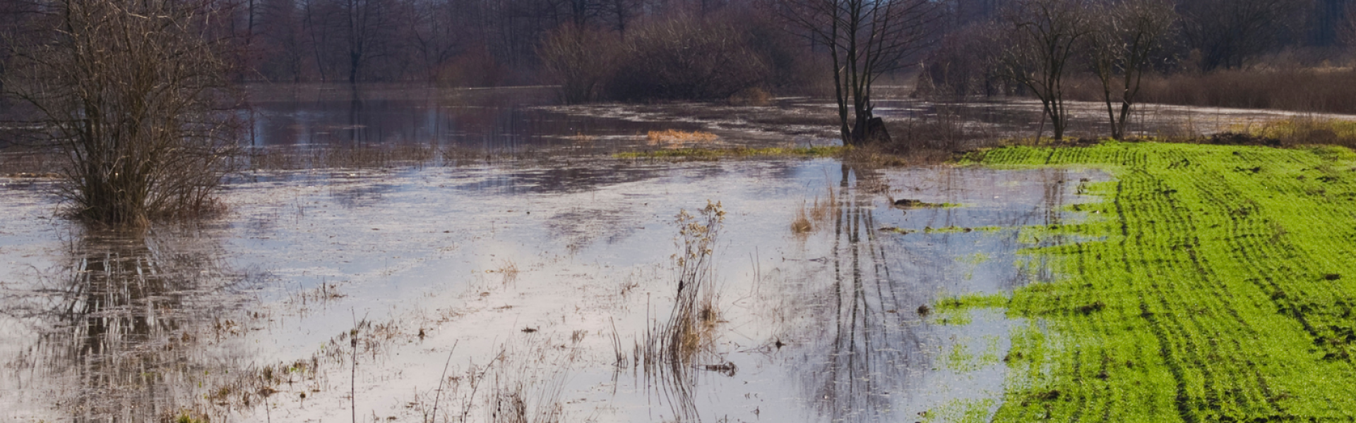 flooded field