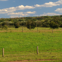 green field