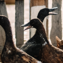 photo of five ducks (or geese?) in an enclosure