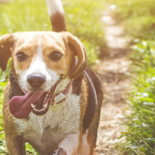 dog on grassy trail