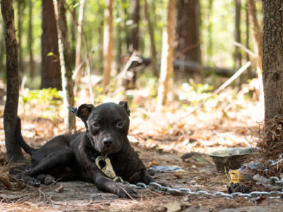 photo of a neglected puppy chained to a tree in the woods