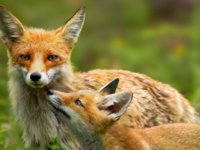 photo of mother and young fox