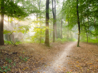 photo of a footpath through woods