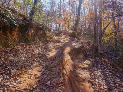 erosion on a woodland trail