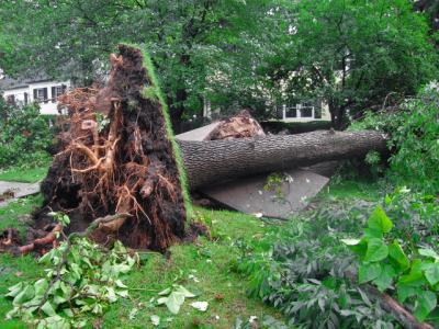 Uprooted tree with sidewalk damage