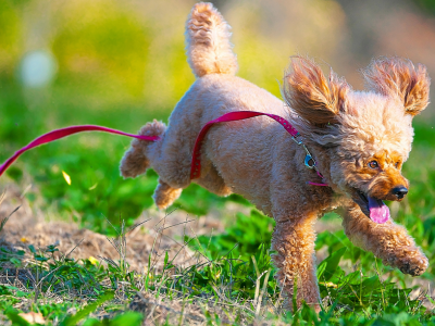 dog bounding