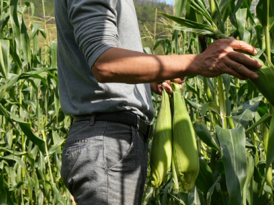 image working in a field