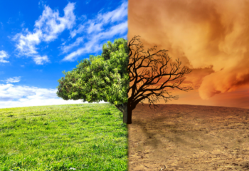 Crafted photo of a single tree with the left half watered and healthy in a temperate climate and the right half dry and dying in a dusty desert climate.