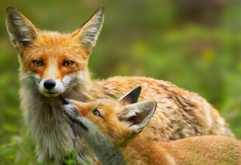 photo of mother and young fox