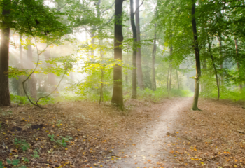 photo of a footpath through woods