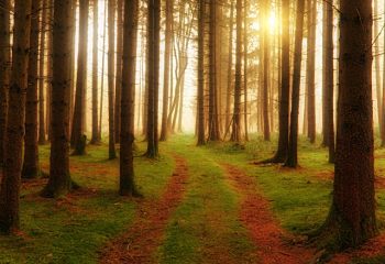 A two-track trail in wooded area