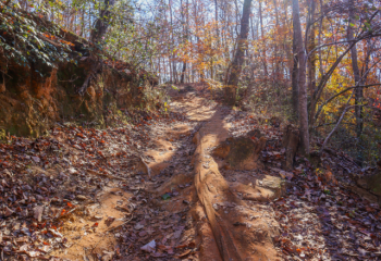 erosion on a woodland trail