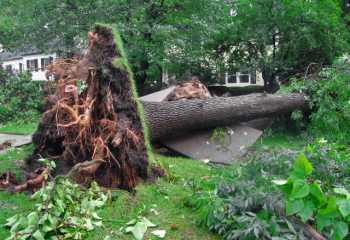 Uprooted tree with sidewalk damage