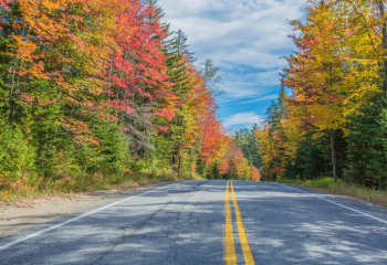 straight road lined with fall trees