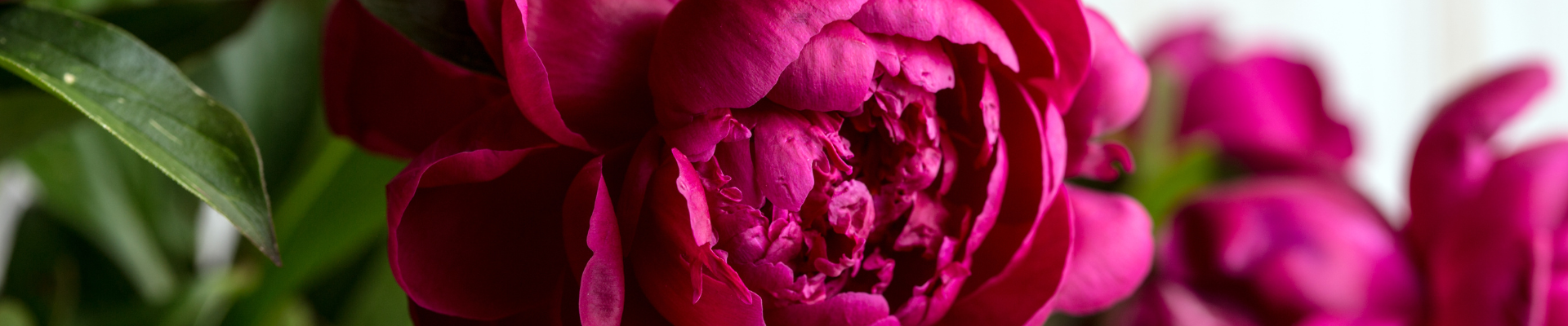 Photograph of deep magenta peonies in a flower bed