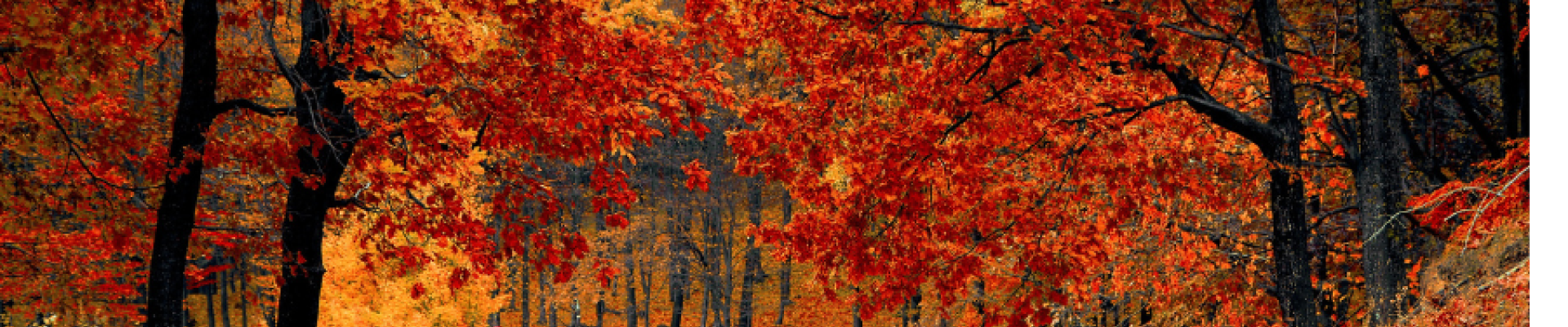 Fall trees