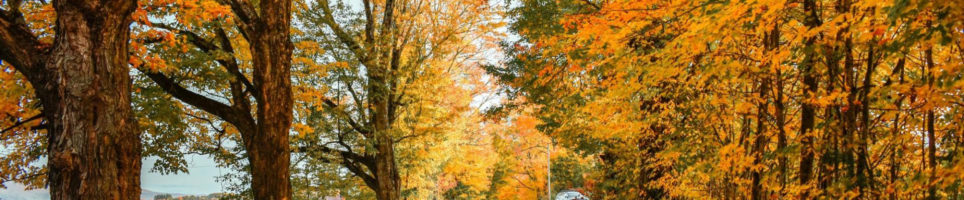 Vermont Autumn Road