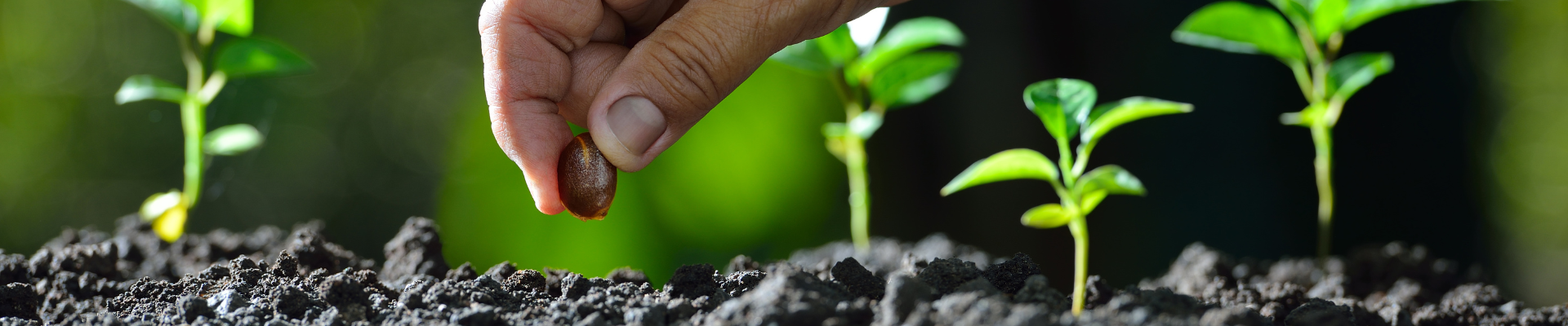 hand planting a seed among seedlings