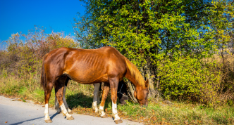 horse on road