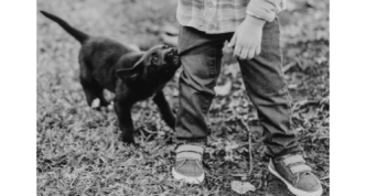 Puppy biting child's pants