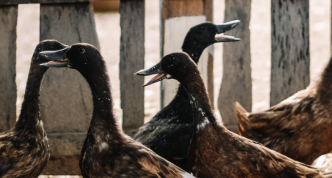 photo of five ducks (or geese?) in an enclosure