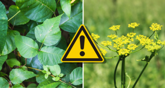 hazardous plants