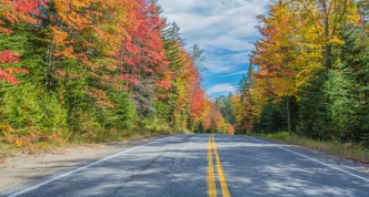 straight road lined with fall trees