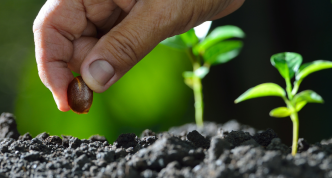 hand planting a seed among seedlings