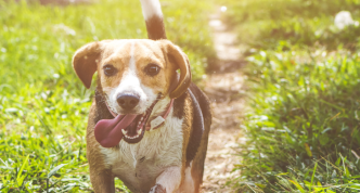 dog on grassy trail