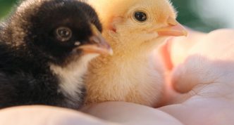 pet chickens, baby chicks