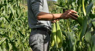 image working in a field
