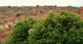 image trees