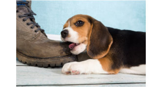 Image puppy gnawing boot